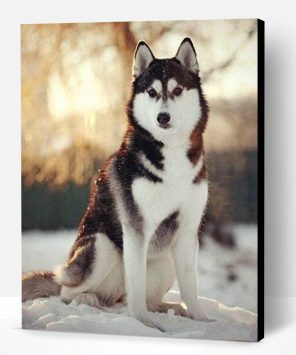 Adorable Husky Dog Paint By Number