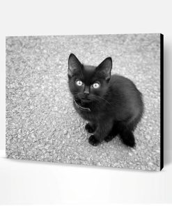 Black And White Kitten Paint By Number