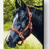 Black Horse Paint By Number