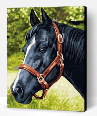 Black Horse Paint By Number