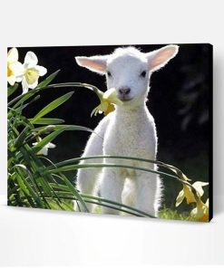 Baby Lamb Paint By Number