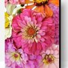 Collection of Zinnia Flowers Paint By Number