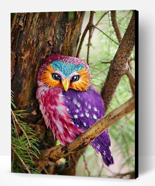 Colorful Beautiful Owl Paint By Number