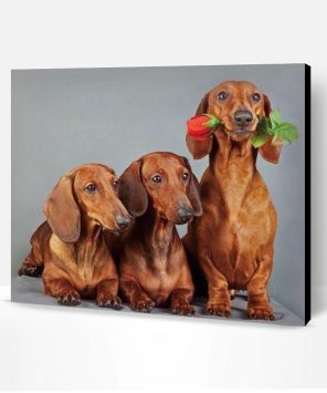 Cute Dachshund Dogs Paint By Number