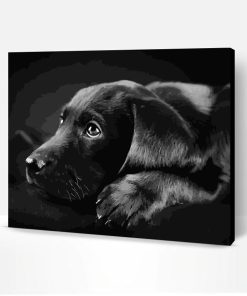 Black Labrador Retriever Dog Paint By Number