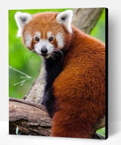 Red Panda Paint By Number