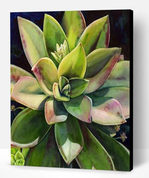 Succulents Plants Paint By Number