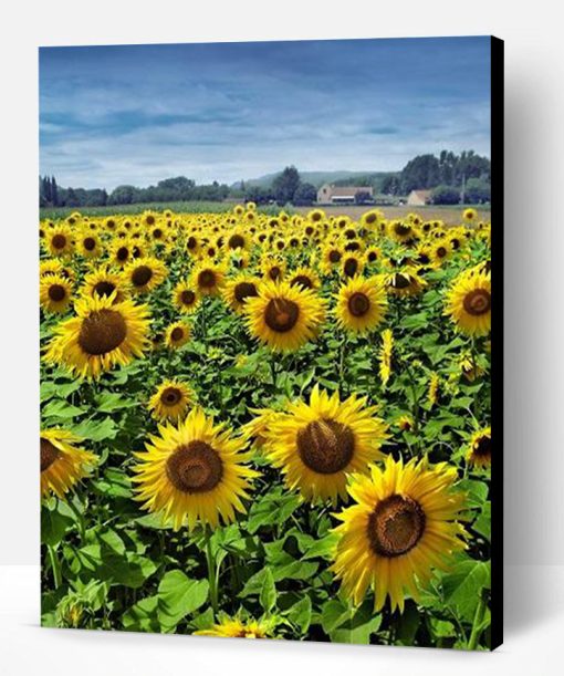 Sunflower Field Paint By Number