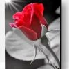 Wonderful Morning Red Rose Paint By Number