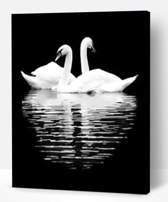 Black White Swan Reflection Paint By Number