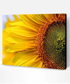 Clear Sunflower Paint By Number