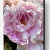 Common Peony Paint By Number