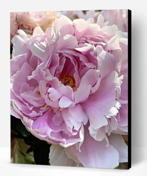 Common Peony Paint By Number