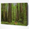 Giant Redwood Trees Paint By Number