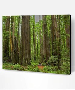 Giant Redwood Trees Paint By Number