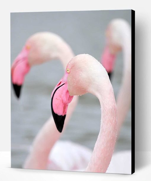 Greater Flamingo Paint By Number