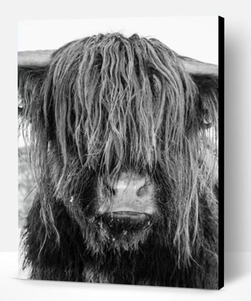 Highland Cow Face Paint By Number