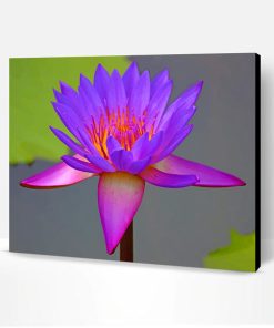 Beautiful Purple Lotus Paint By Number
