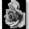Black and White Rose Paint By Number