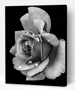 Black and White Rose Paint By Number