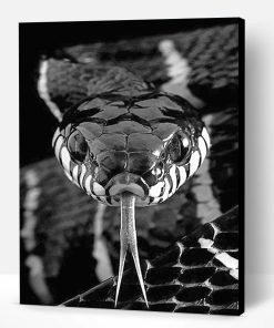 Black And White Snake Paint By Number