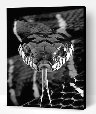 Black And White Snake Paint By Number