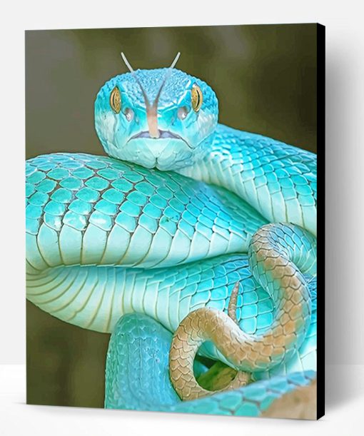 Blue Pit Viper Paint By Number