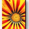 Gazania big kiss yellow details Paint By Number