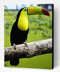 Loro Tucan Paint By Number