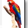 Macaw Paint By Number