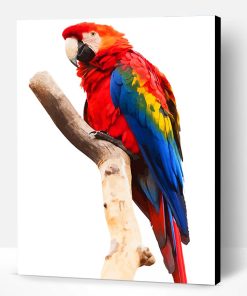 Macaw Paint By Number