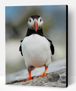 Puffin Funny Paint By Number