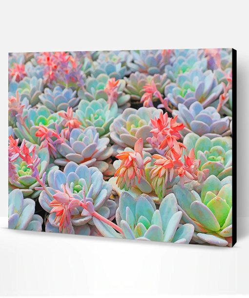 Succulent Plant Paint By Number