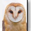 Tawny Owl Paint By Number