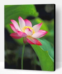 White Pink Lotus Paint By Number