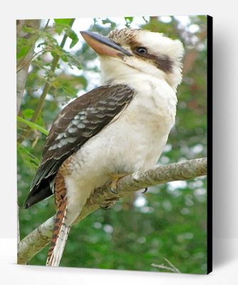 Kookaburra Paint By Number