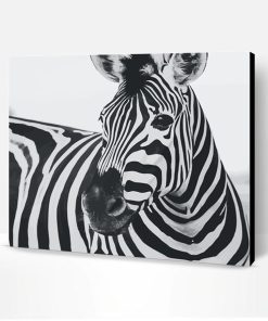 Zebra Black And White Paint By Number