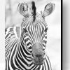 ZebraBlack and white Paint By Number