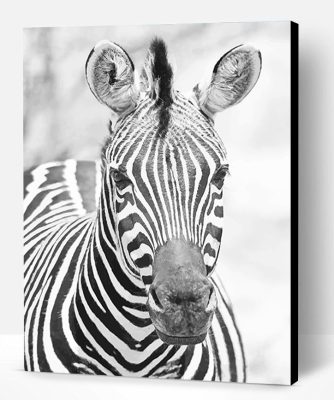 ZebraBlack and white Paint By Number