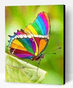 Beautiful Rainbow Butterfly Paint By Number