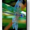 Colorful Dragonfly Paint By Number