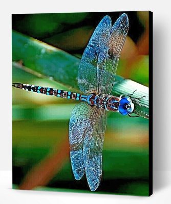 Colorful Dragonfly Paint By Number