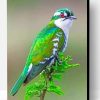 Diederik Cuckoo Bird Paint By Number
