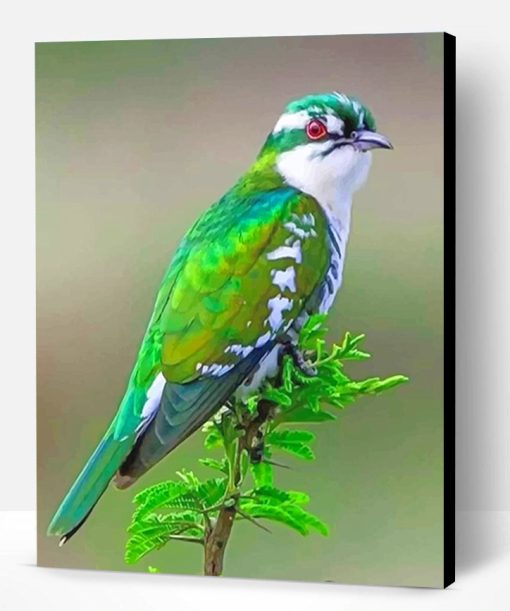 Diederik Cuckoo Bird Paint By Number