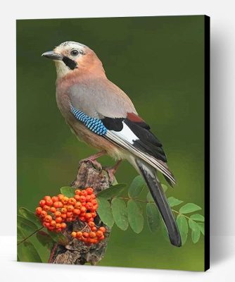 Eurasian Jay Bird Paint By Number