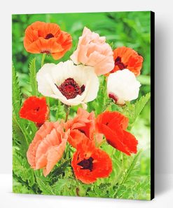 Poppy Colorful Flowers Paint By Number