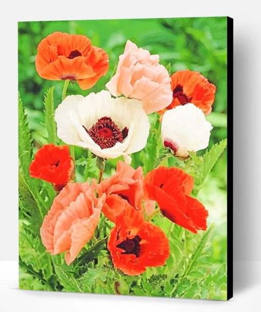 Poppy Colorful Flowers Paint By Number