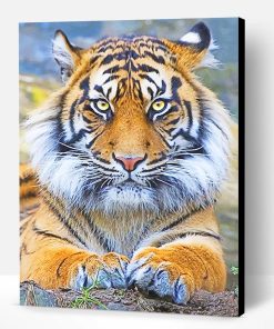Beautiful Tiger Eyes Paint By Number