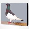 German Magpie Pigeon Paint By Number