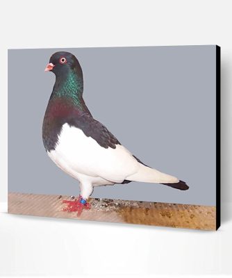 German Magpie Pigeon Paint By Number